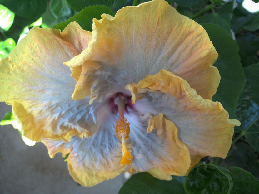 Creole Lady - 02Hibiscus