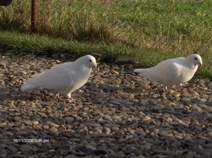 HPIM2625 - porumbeii