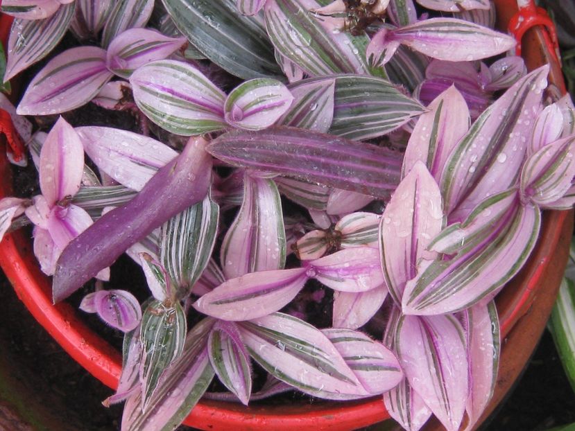Variegated-Tradescantia-Rare-Pink-White-Green-Plant-_57