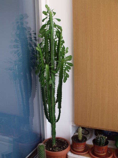 Euphorbia trigona; dupa 3 ani
