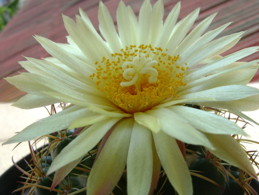 Coryphantha elephantidens v. sulcolanata