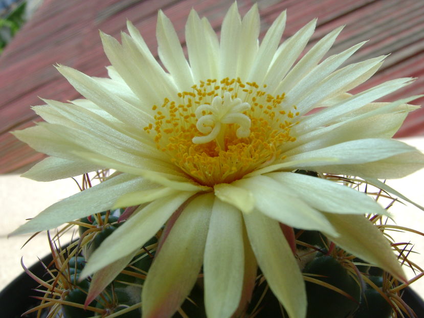 Coryphantha elephantidens v. sulcolanata