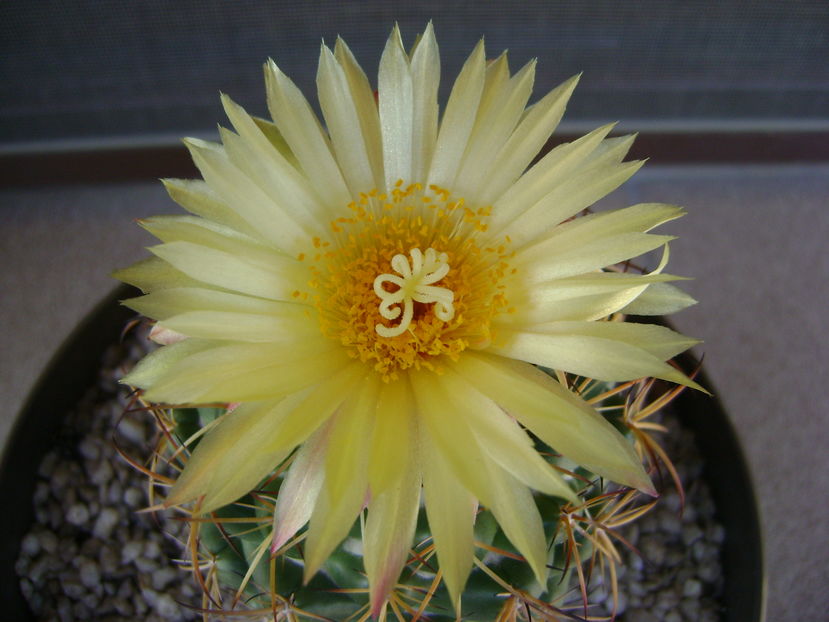 Coryphantha elephantidens v. sulcolanata