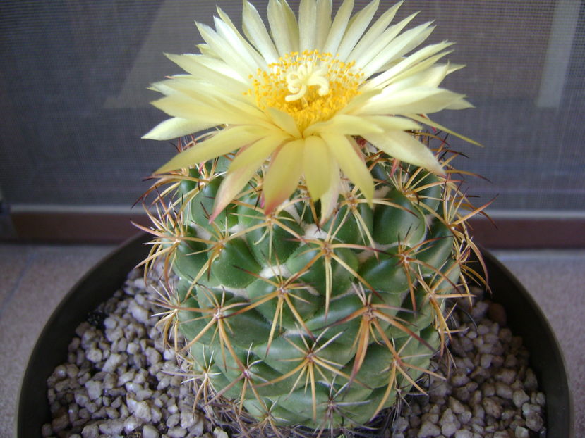 Coryphantha elephantidens v. sulcolanata