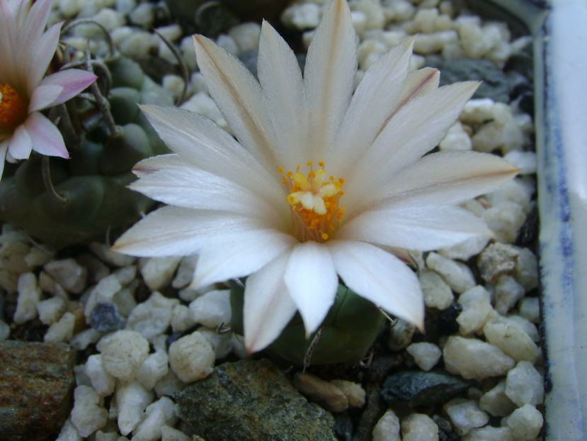 Turbinicarpus pachystele; a patra inflorire
