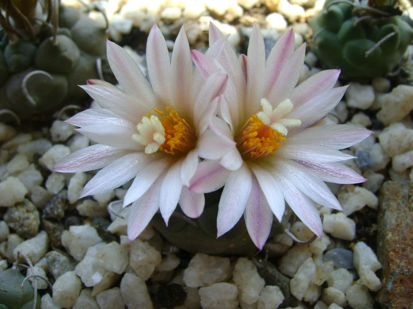 Turbinicarpus schwarzii v. rubriflorus; a patra inflorire
