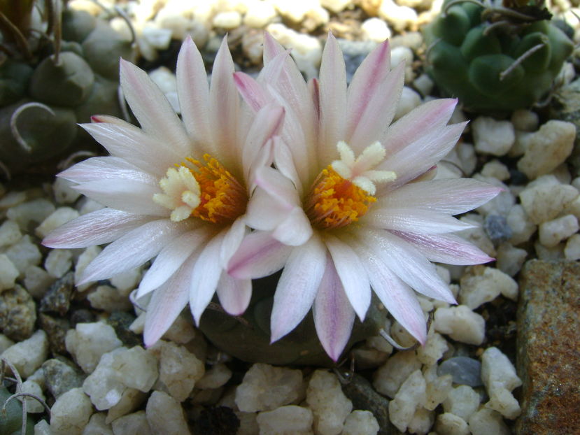 Turbinicarpus schwarzii v. rubriflorus; a patra inflorire
