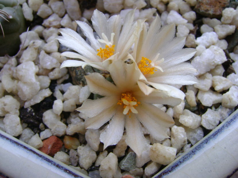 Turbinicarpus klinkerianus; a patra inflorire
