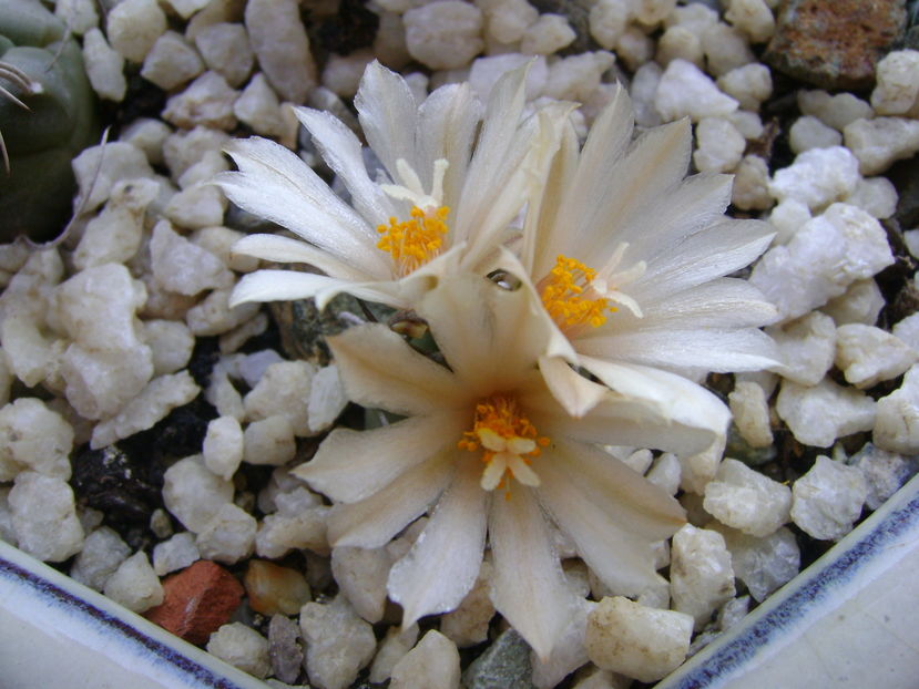 Turbinicarpus klinkerianus - Cactusi 2016