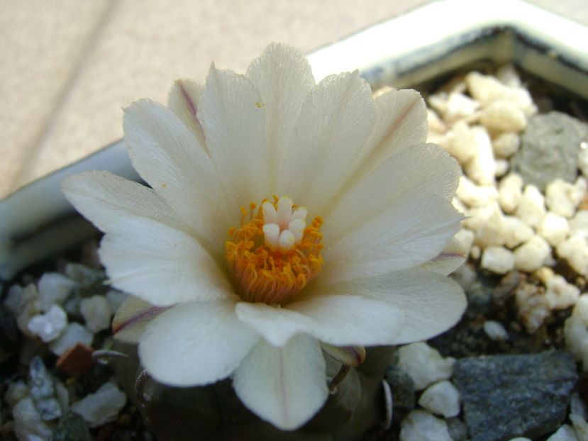 Turbinicarpus macrochele v. screvispinum; a patra inflorire
