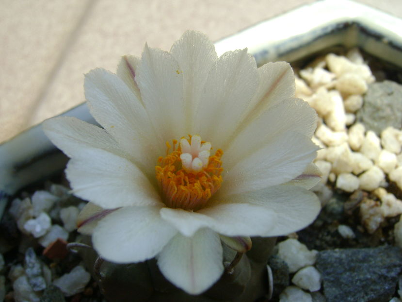 Turbinicarpus macrochele v. screvispinum; a patra inflorire
