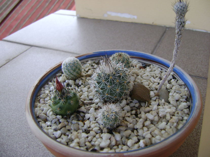 Grup de 6 Gymnocactus (Turbinicarpus) - Cactusi 2016