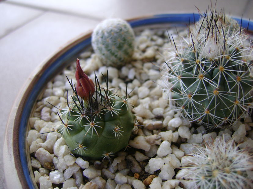 Turbinicarpus viereckii - Cactusi 2016