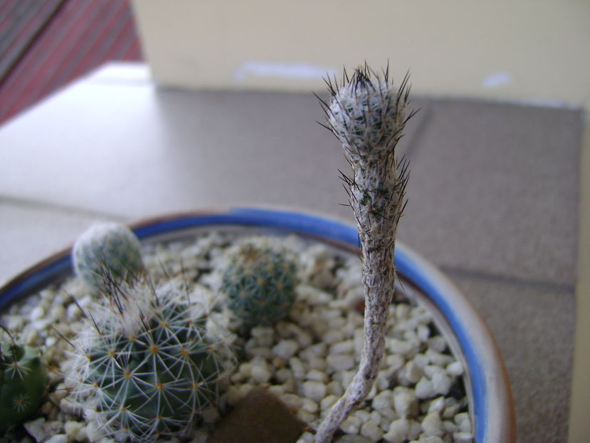 Gymnocactus (Turbinicarpus) subterraneus - Cactusi 2016