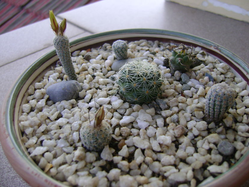 Grup de 6 Turbinicarpus - Cactusi 2016 bis