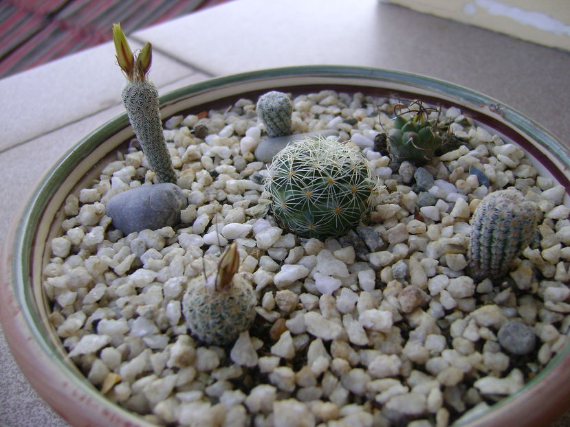 Grup de 6 Turbinicarpus; Turbinicarpus krainzianus v. minimus
Turbinicarpus krainzianus v. lausserii
Turbinicarpus graminispinus
Turbinicarpus dickinsoniae
Turbinicarpus schmiedickeanus
