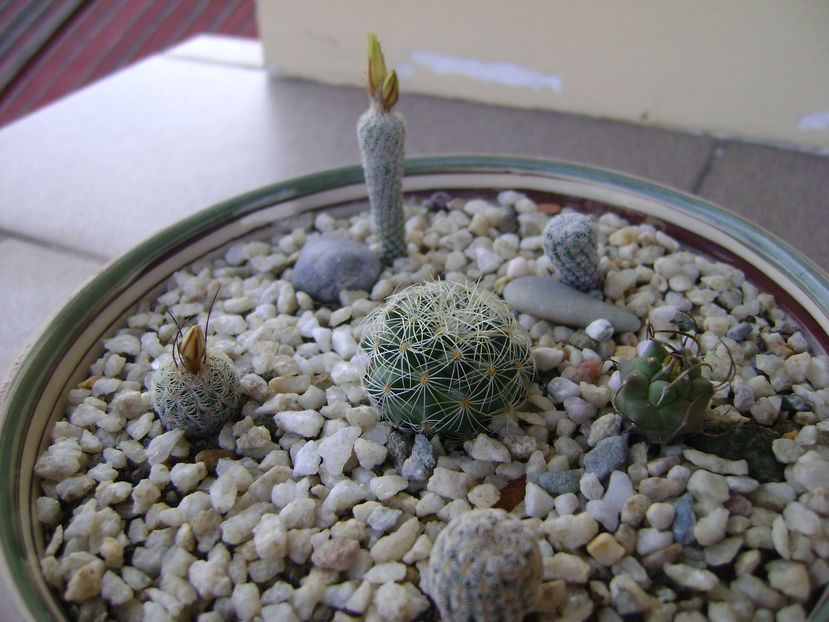 Grup de 6 Turbinicarpus - Cactusi 2016 bis