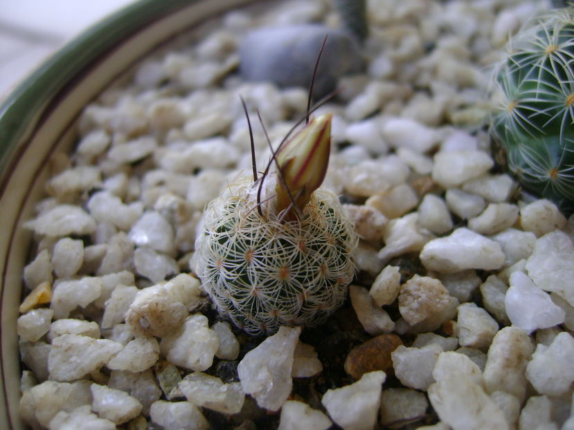 Turbinicarpus krainzianus v. lausserii