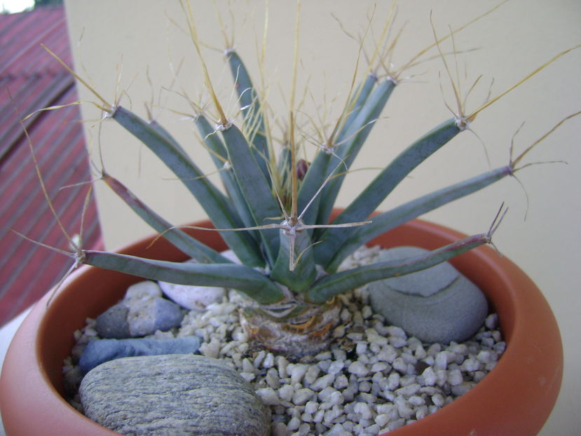 Leuchtenbergia principis, boboci - Cactusi 2016 bis