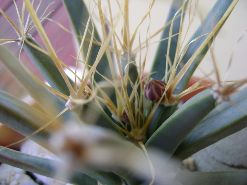 Leuchtenbergia principis - Cactusi 2016 bis