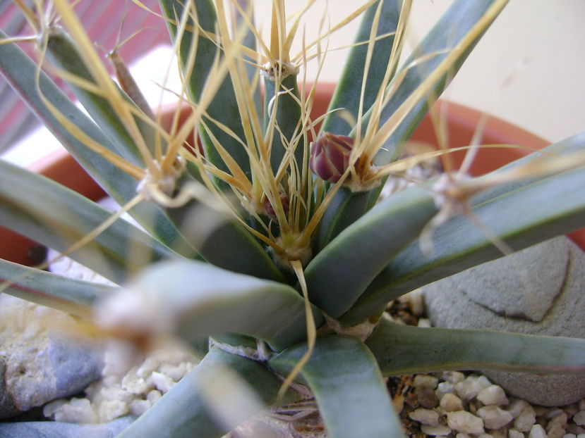 Leuchtenbergia principis - Cactusi 2016 bis