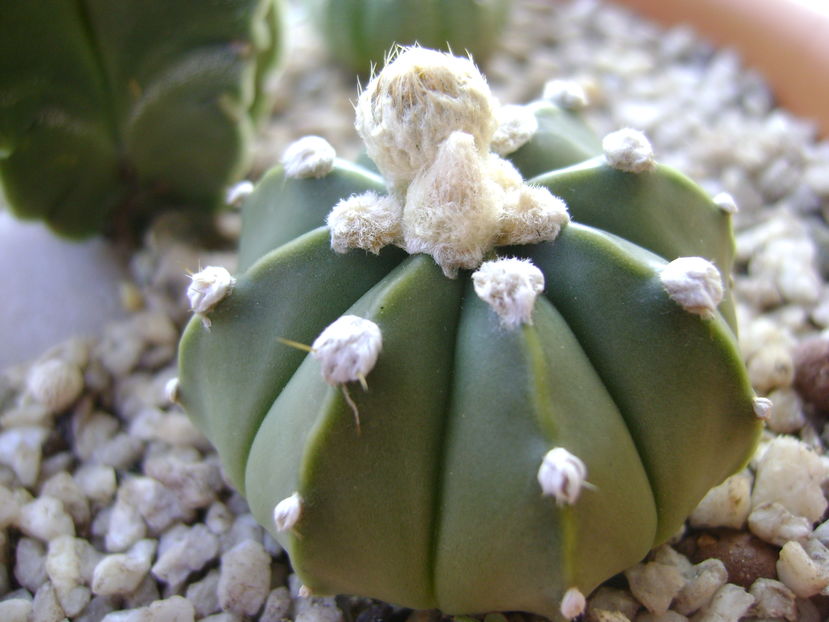 Astrophytum asterias