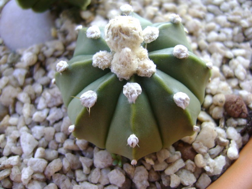 Astrophytum asterias