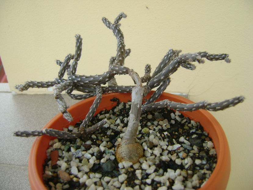 Pterocactus tuberosus