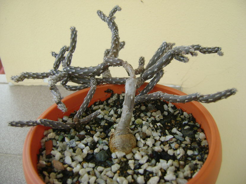 Pterocactus tuberosus