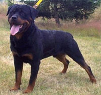 12 - ROTTWEILER