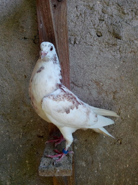 Perechea 6 - seria 2