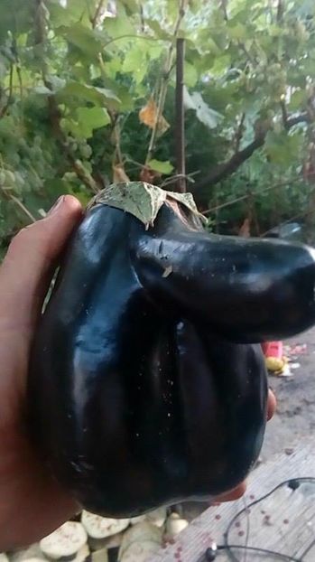 14182162_1063467367093909_911726102_n