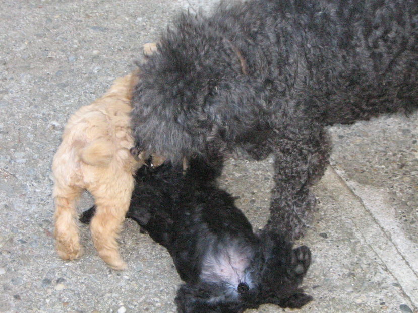  - MUKY_ ceva special