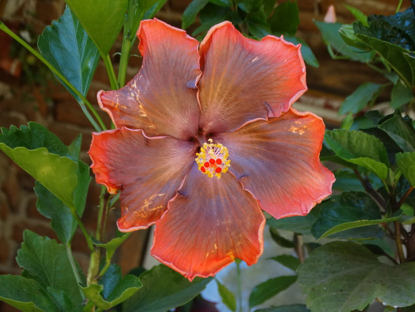 Ziua 1
