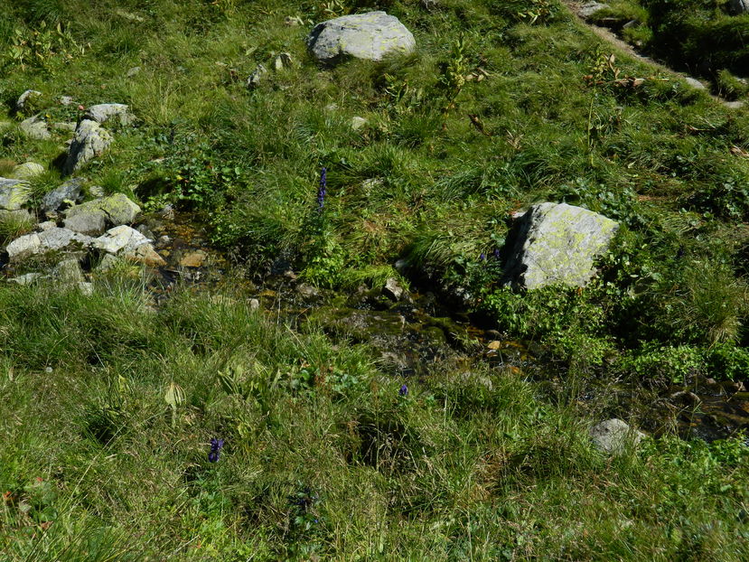  - 2016 PARANGU MIC_LACUL MIJA