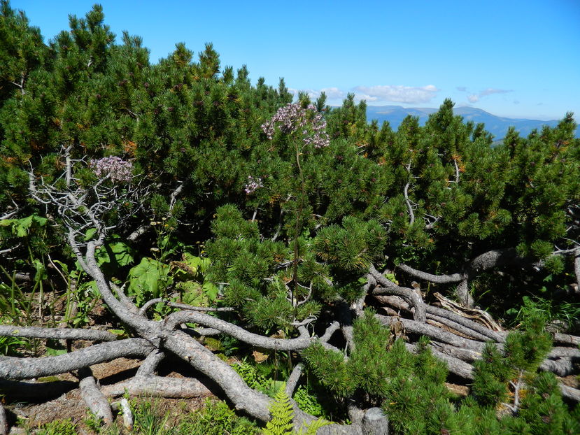  - 2016 PARANGU MIC_LACUL MIJA