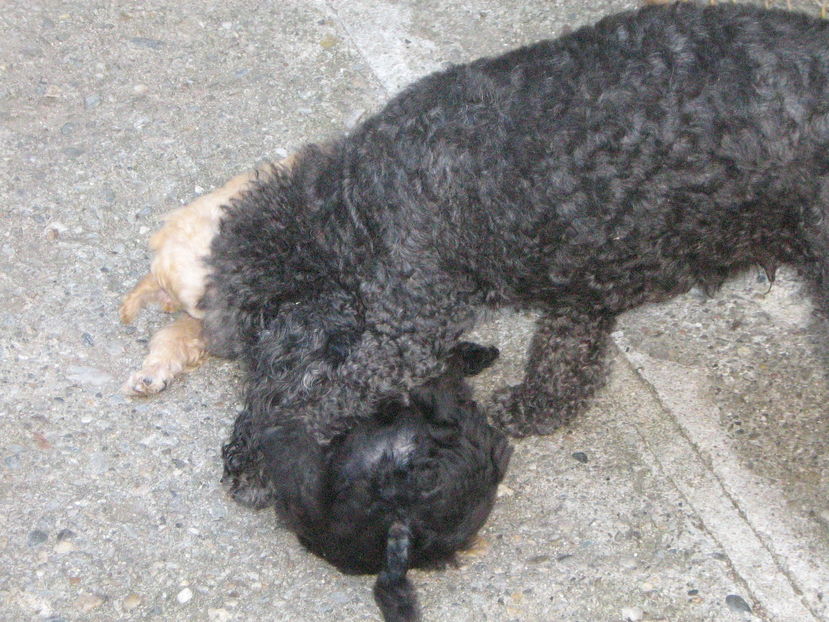  - MUKY_ ceva special