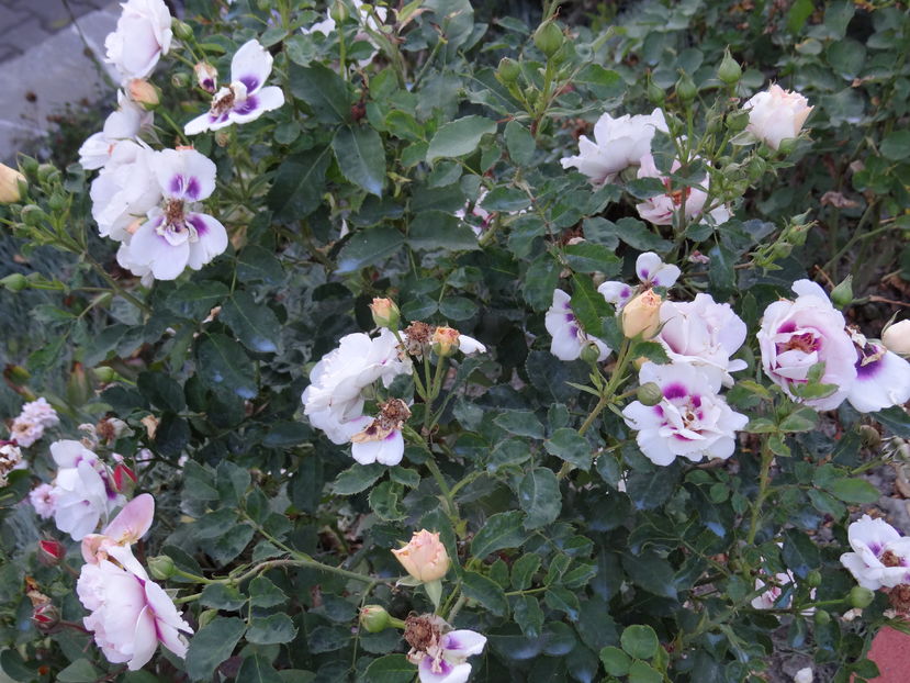 28 august