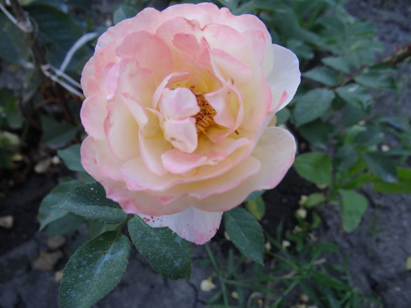 Rose de Gerberoy