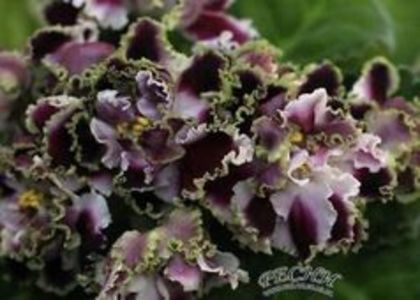 rs gercoginia lucs - frunze violete 3 lei