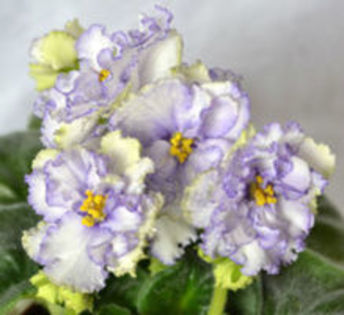 rs chrustalnyj  perezvon - frunze violete 3 lei