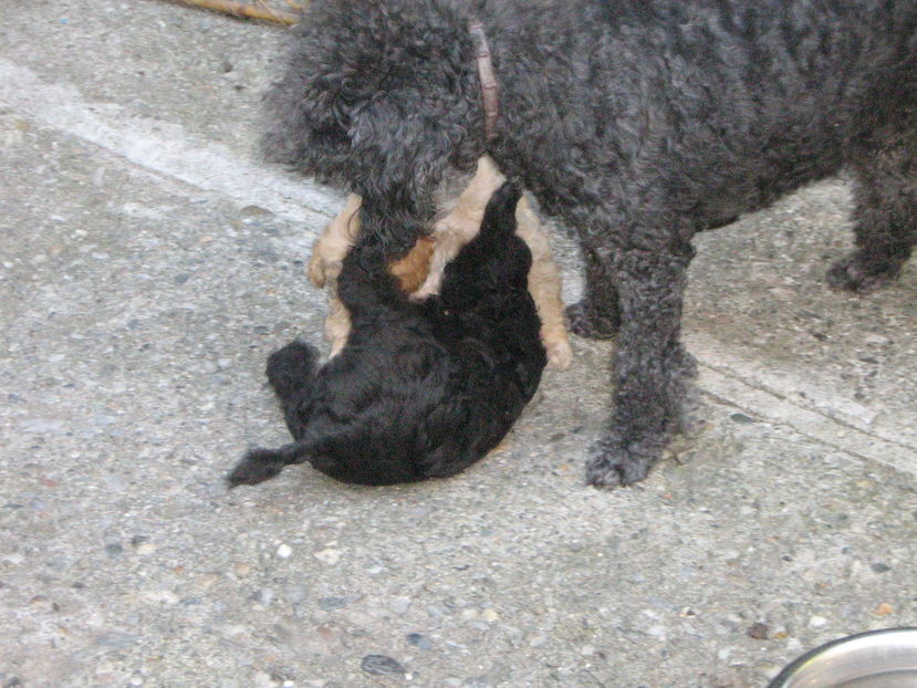  - MUKY_ ceva special