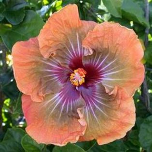 Tahitian-Autumn-Radiance - Abutiloni