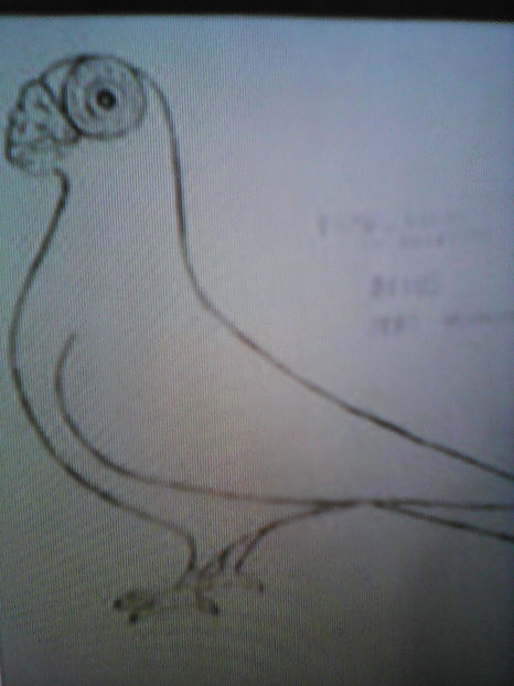 PROFIL   BERBER  INTERNATIONAL