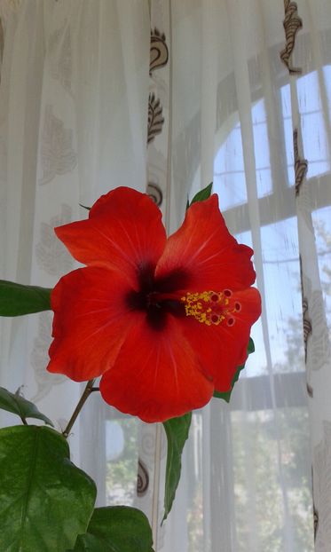 Hibiscus rosa-sinensis - Hibiscus