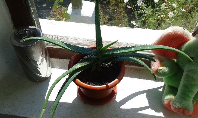 Aloe barbadensis