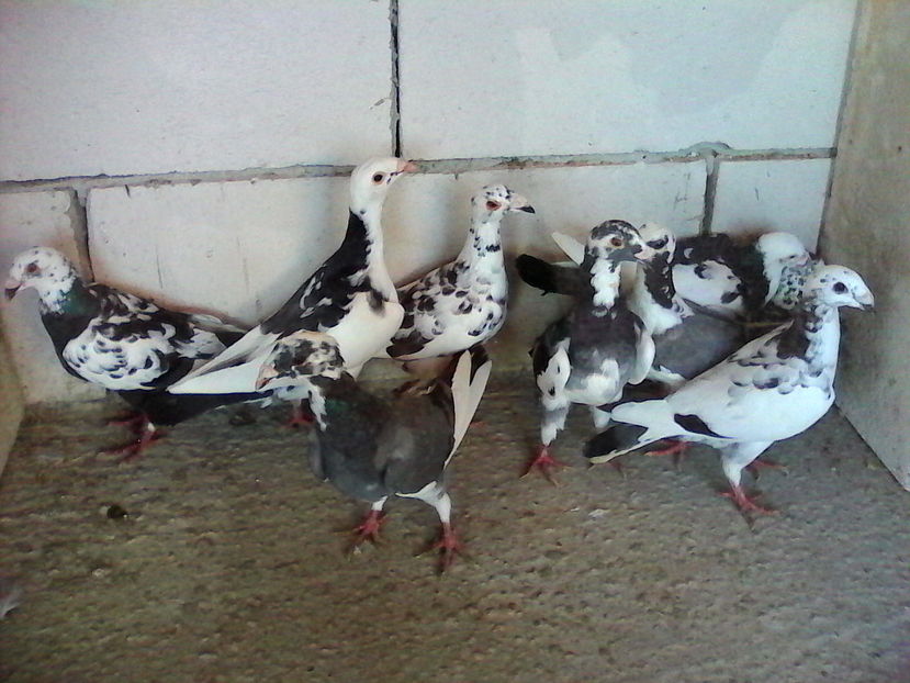  - ARHIVA