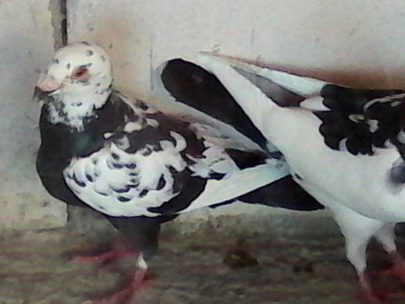  - ARHIVA