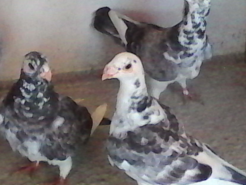  - ARHIVA