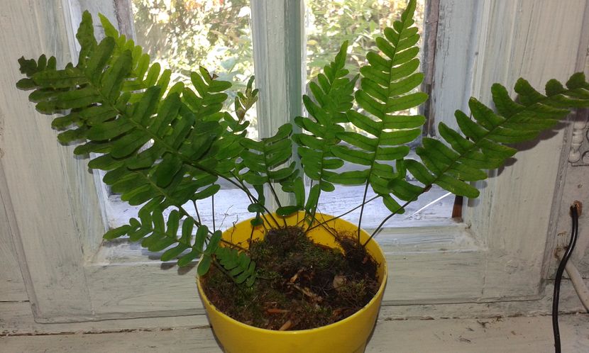 Polypodium vulgare - Ferigi